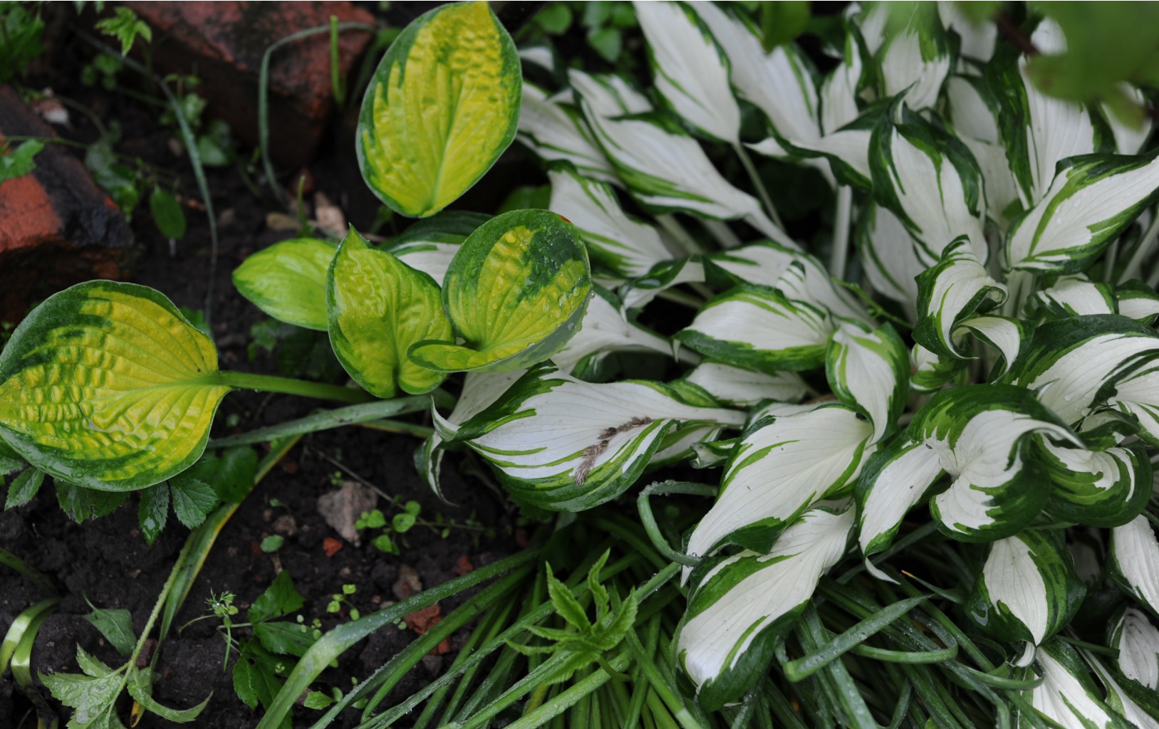 Rainforest Sunrise ,  undulata 'Mediovariegata'  086.jpg