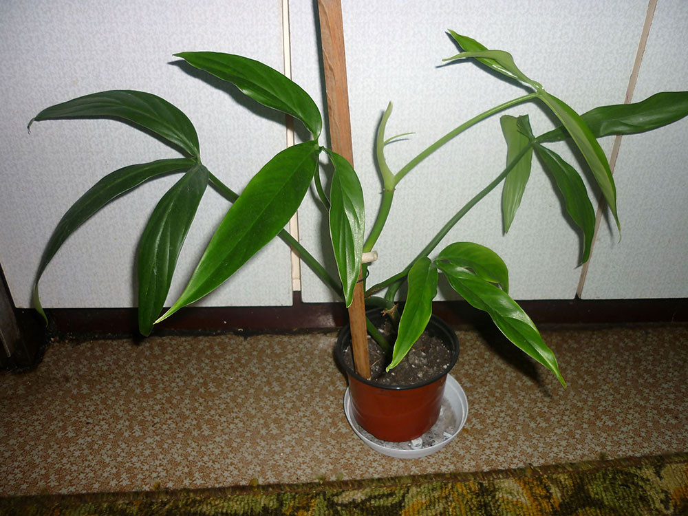  ң  ( Philodendron tripartium)-    ....