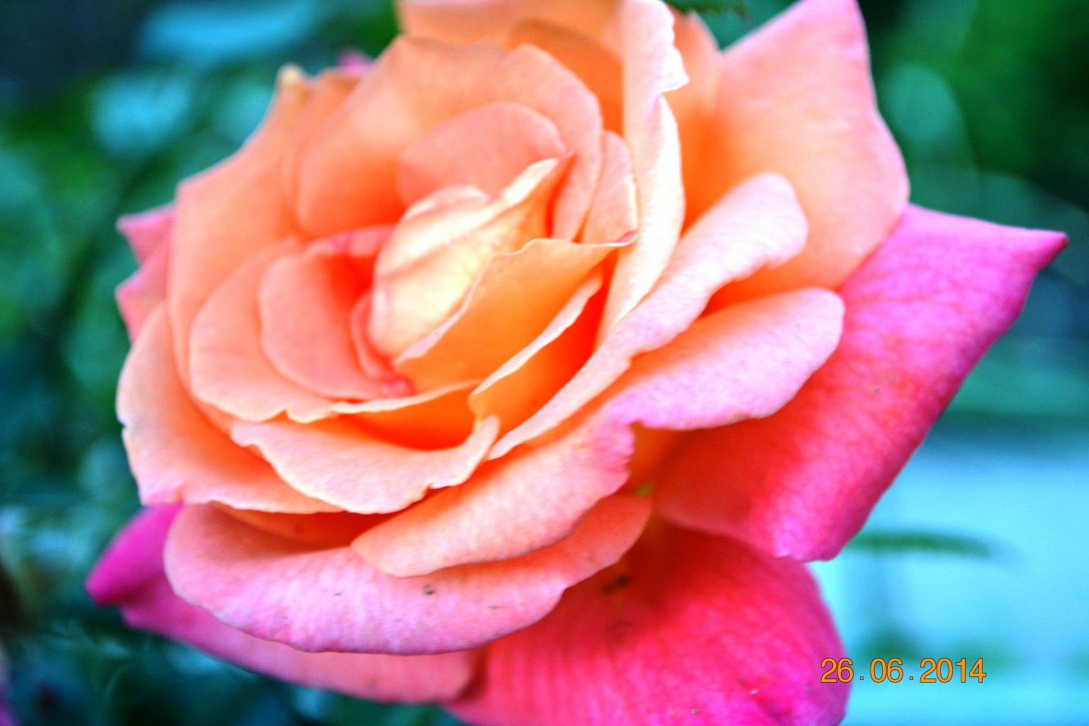 DSC_0607.JPG