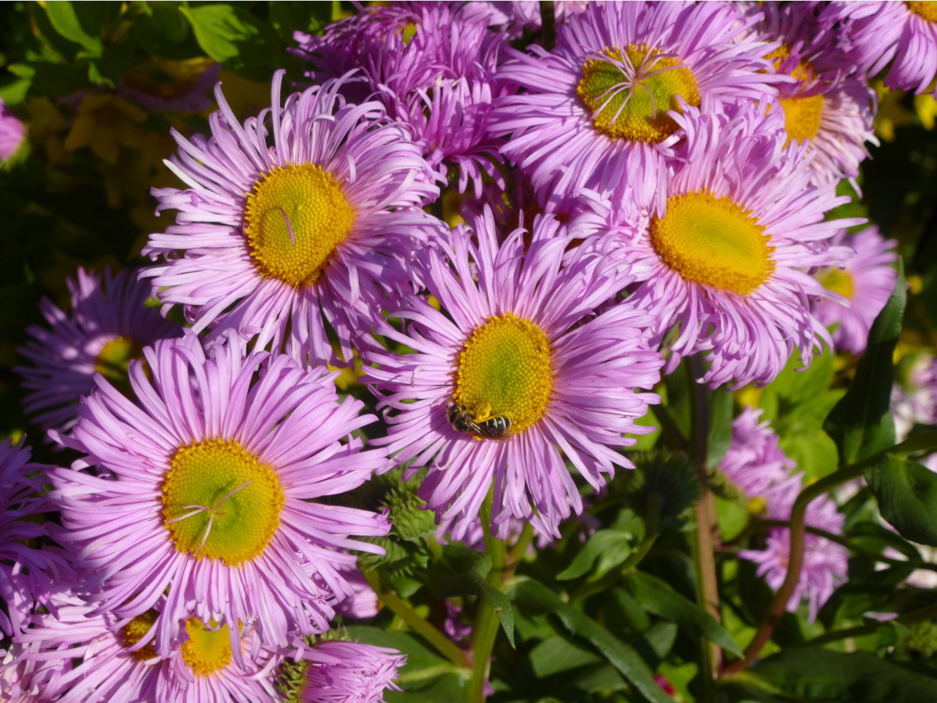 P1020757.JPG Эригирон