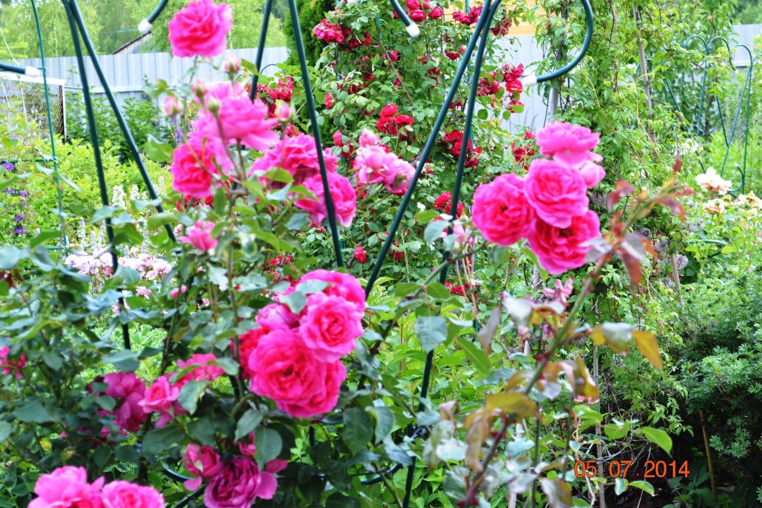 DSC_0719.JPG