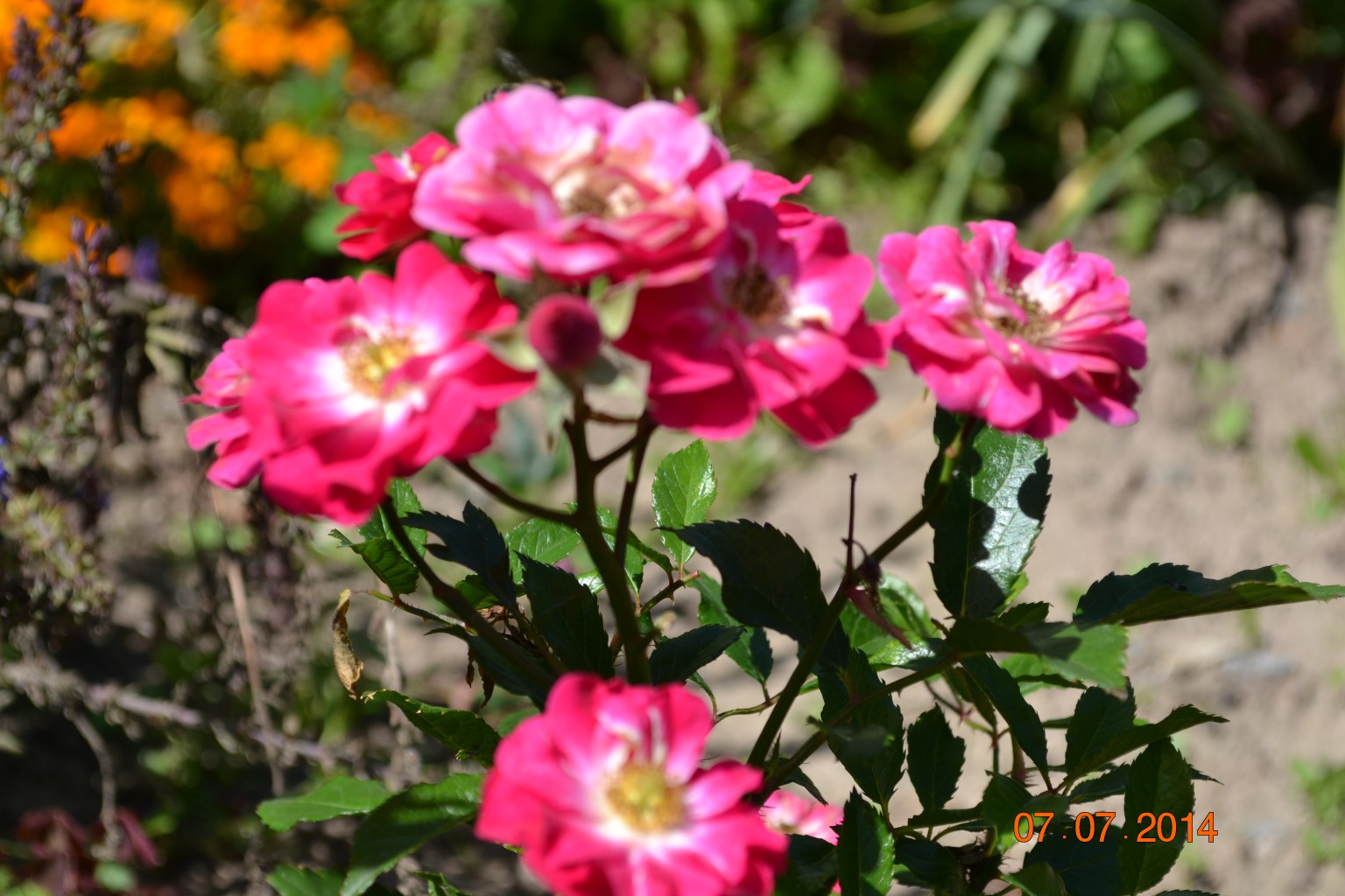 DSC_0886.JPG