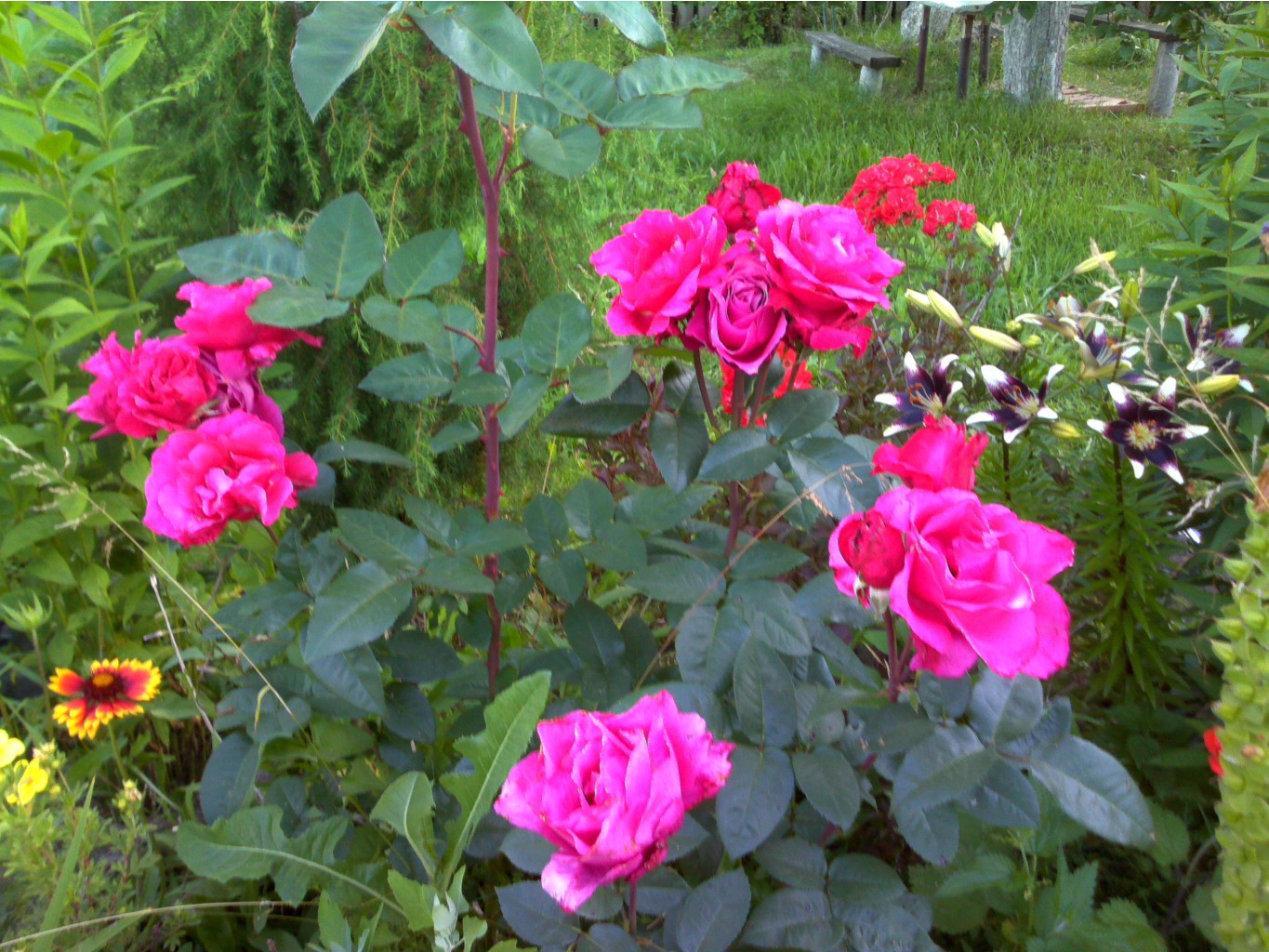 IMG_20140707_205628.jpg
