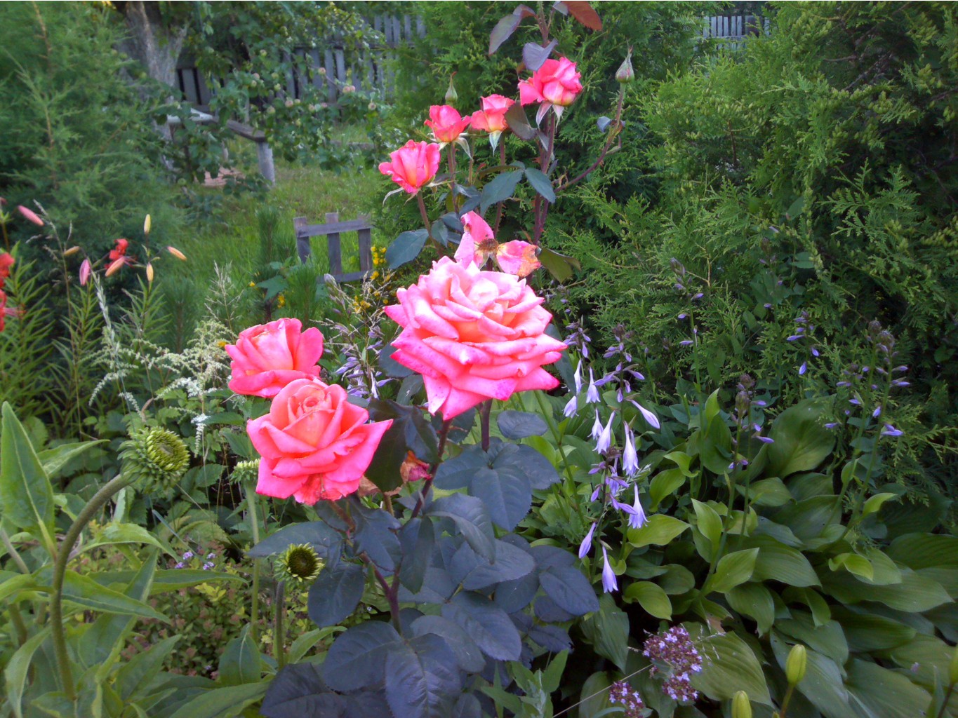 IMG_20140707_205611.jpg