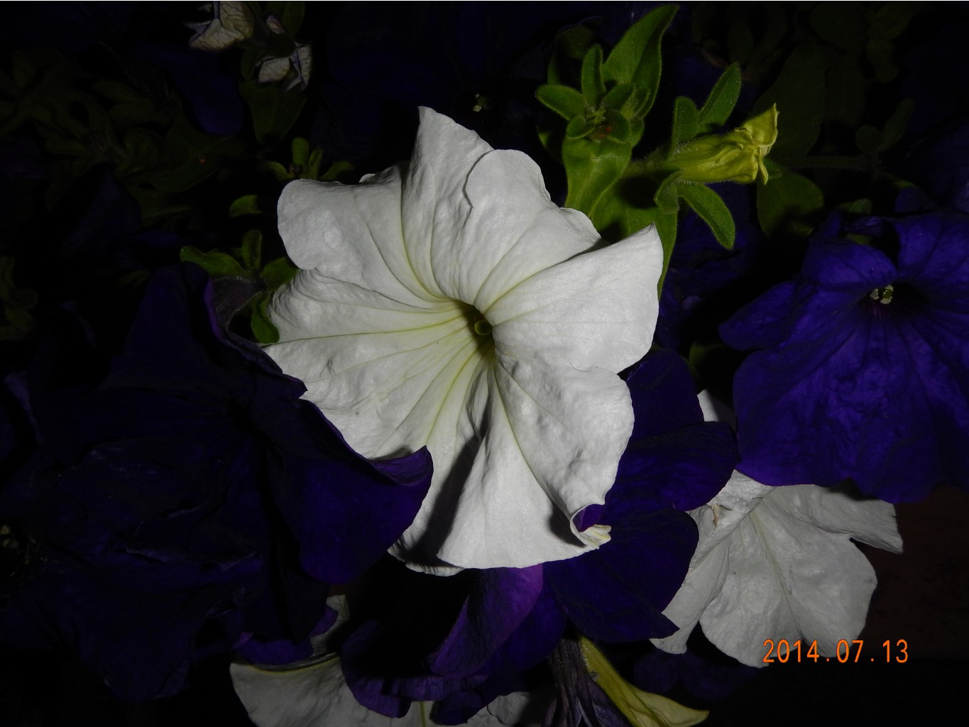 DSCN1085.JPG