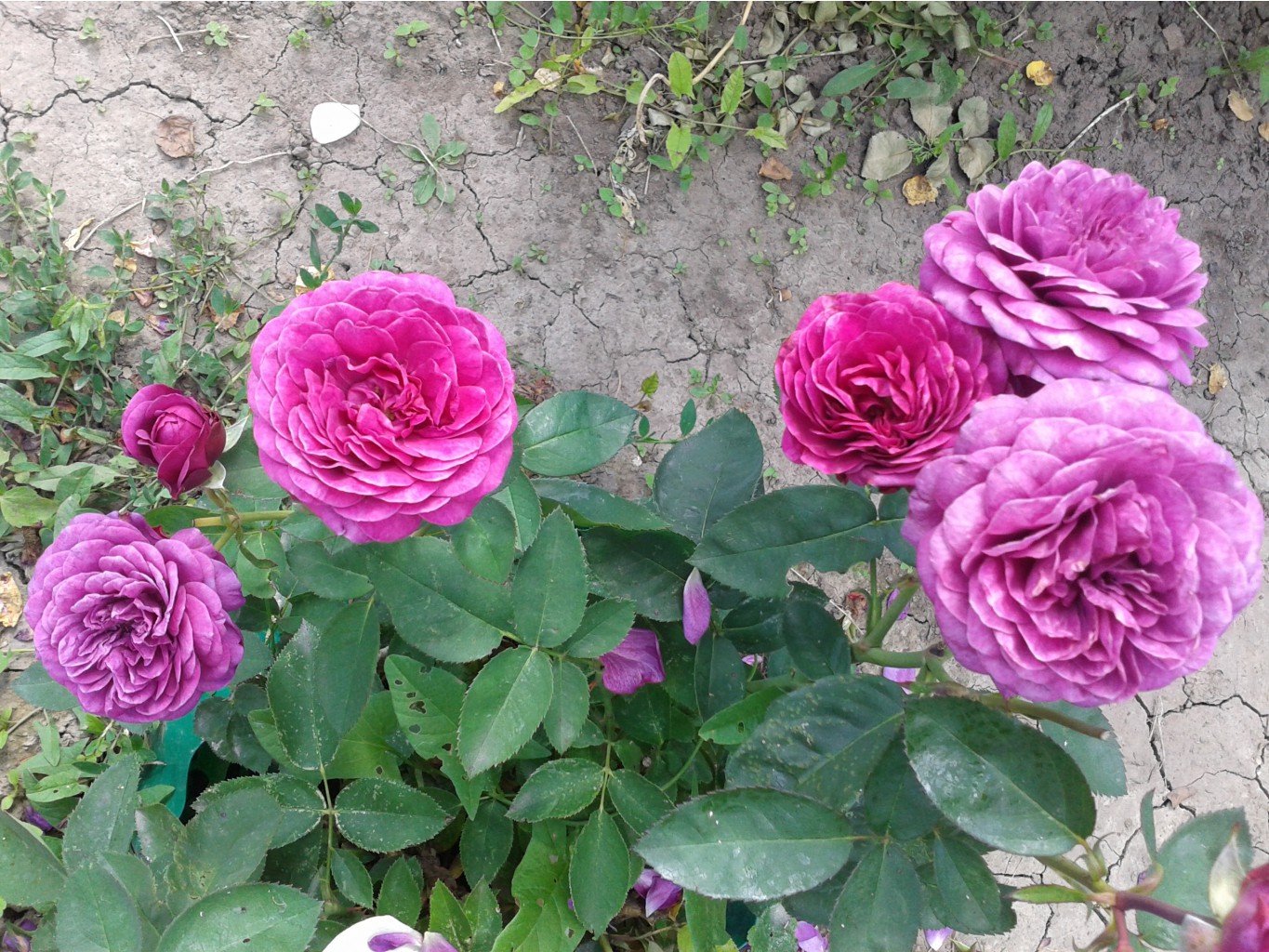 Хайди Клум. июль 2014 г.