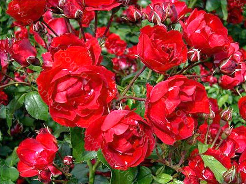 Centenaire de Lourdes Rouge -7,61