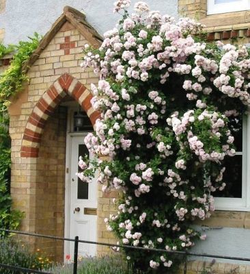 Blush Noisette-9,26