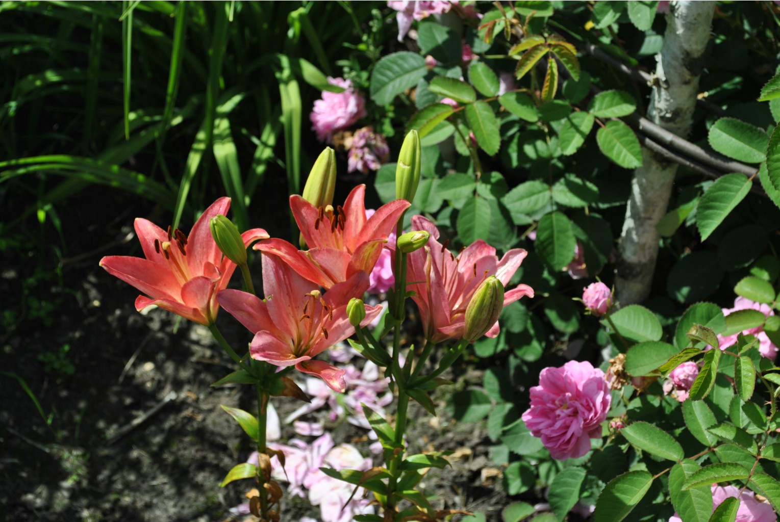 DSC_0194.JPG