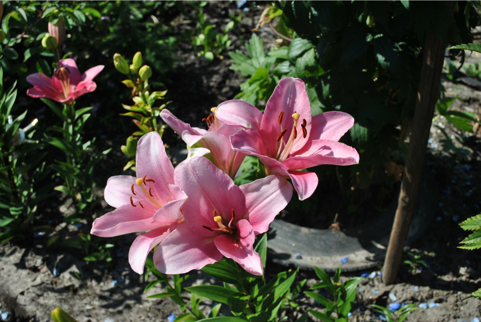 DSC_0302.JPG