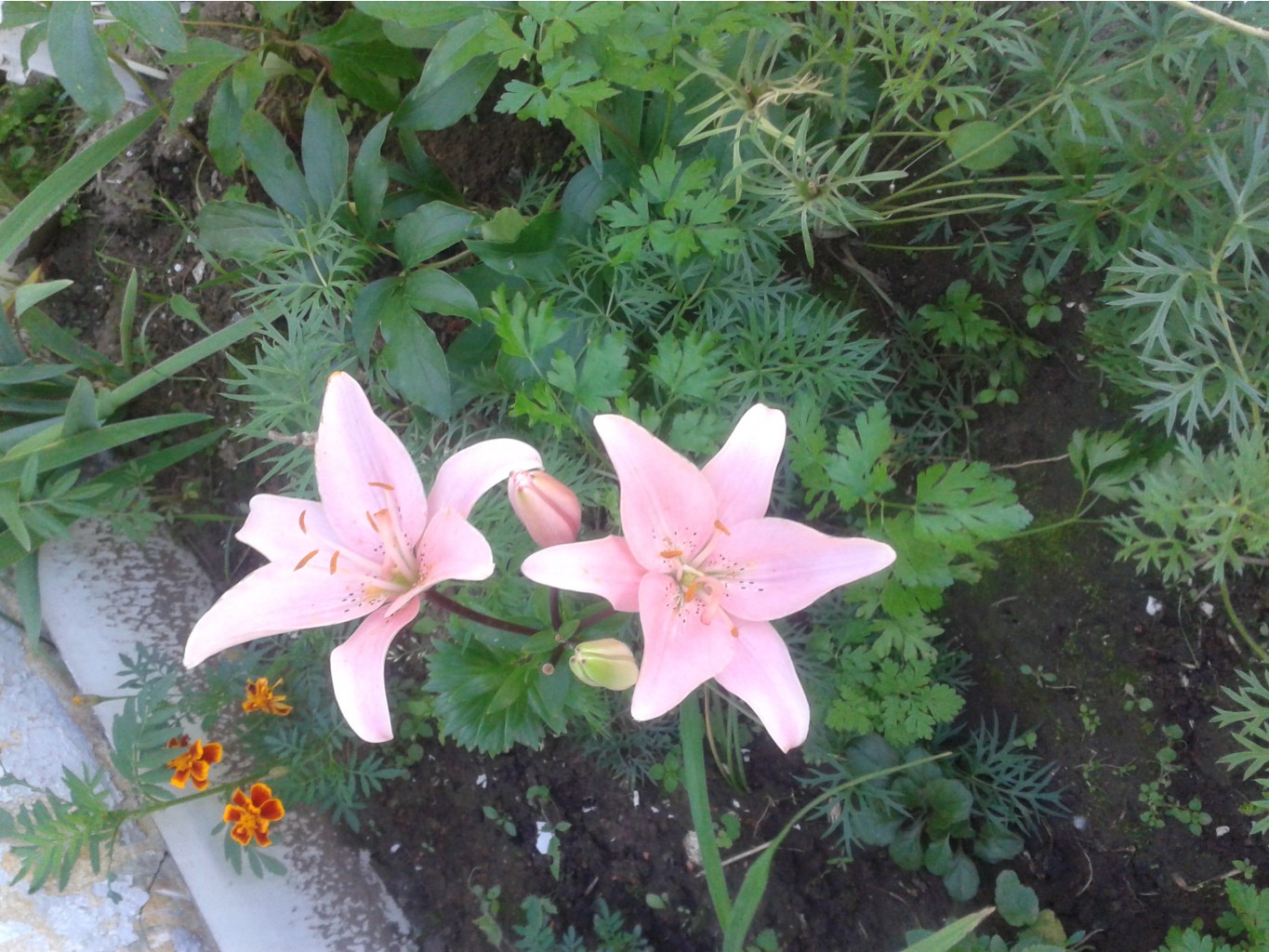 20140719_125453.jpg