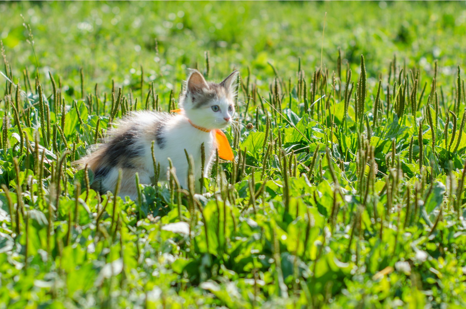 DSC_3134.jpg