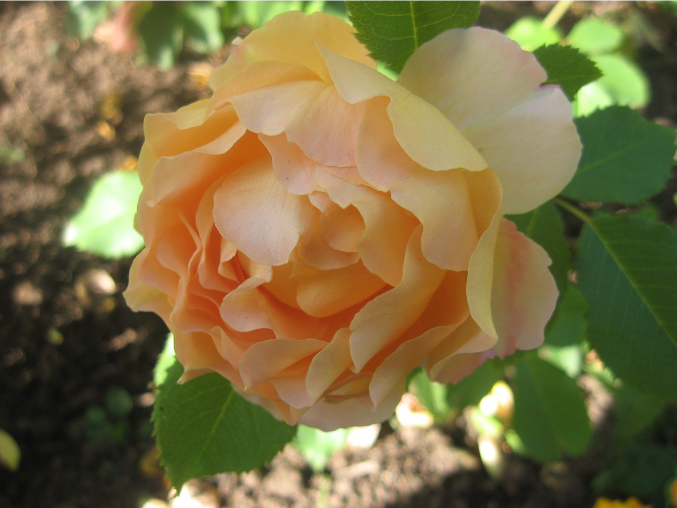 Sonnenwelt IMG_1239.JPG