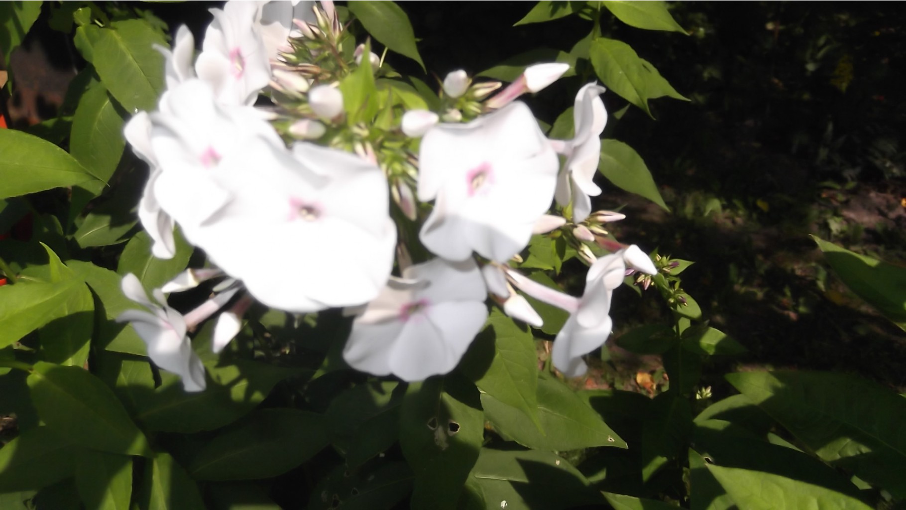 DSCF5691.JPG