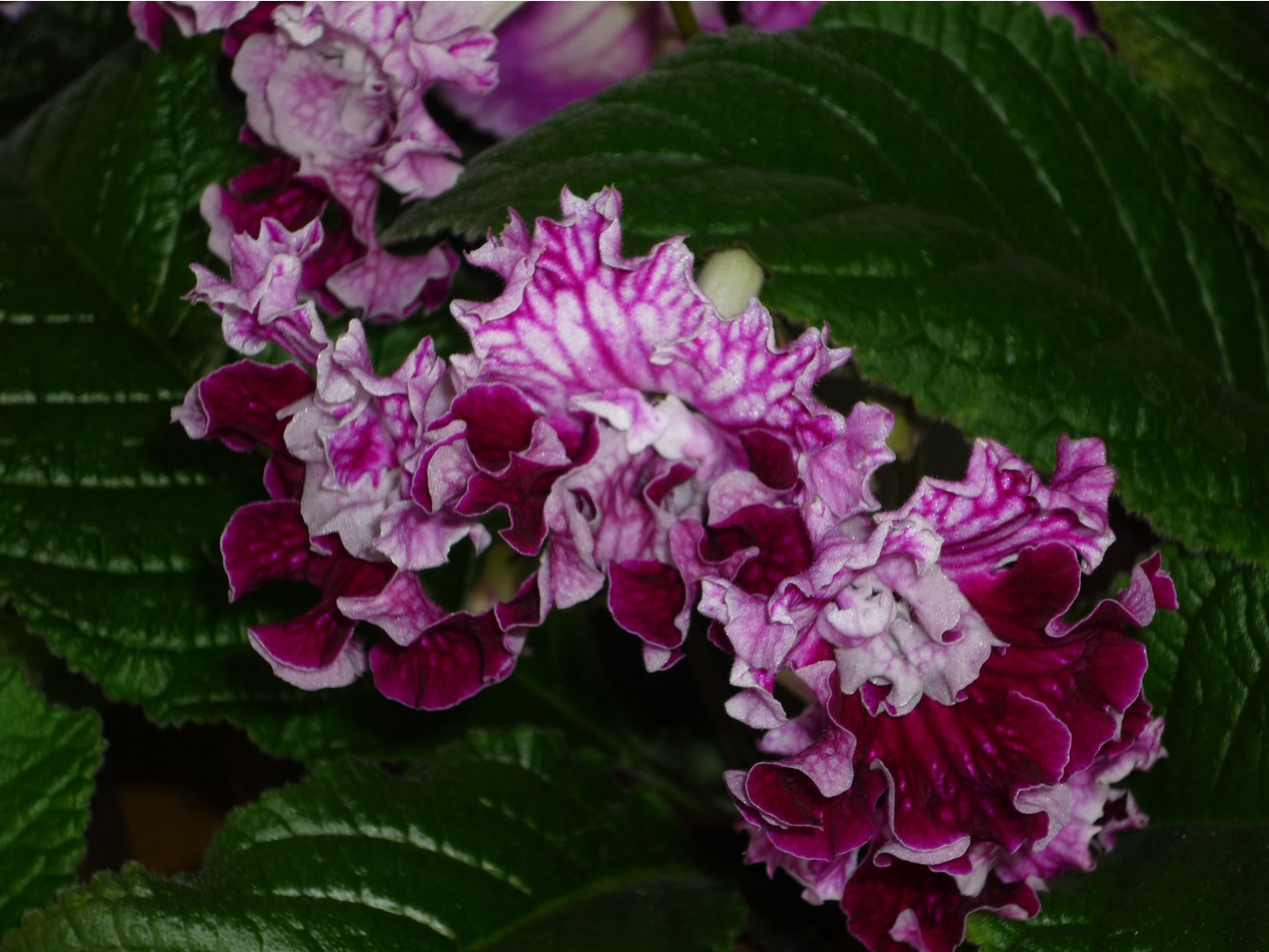 P1020761.JPG