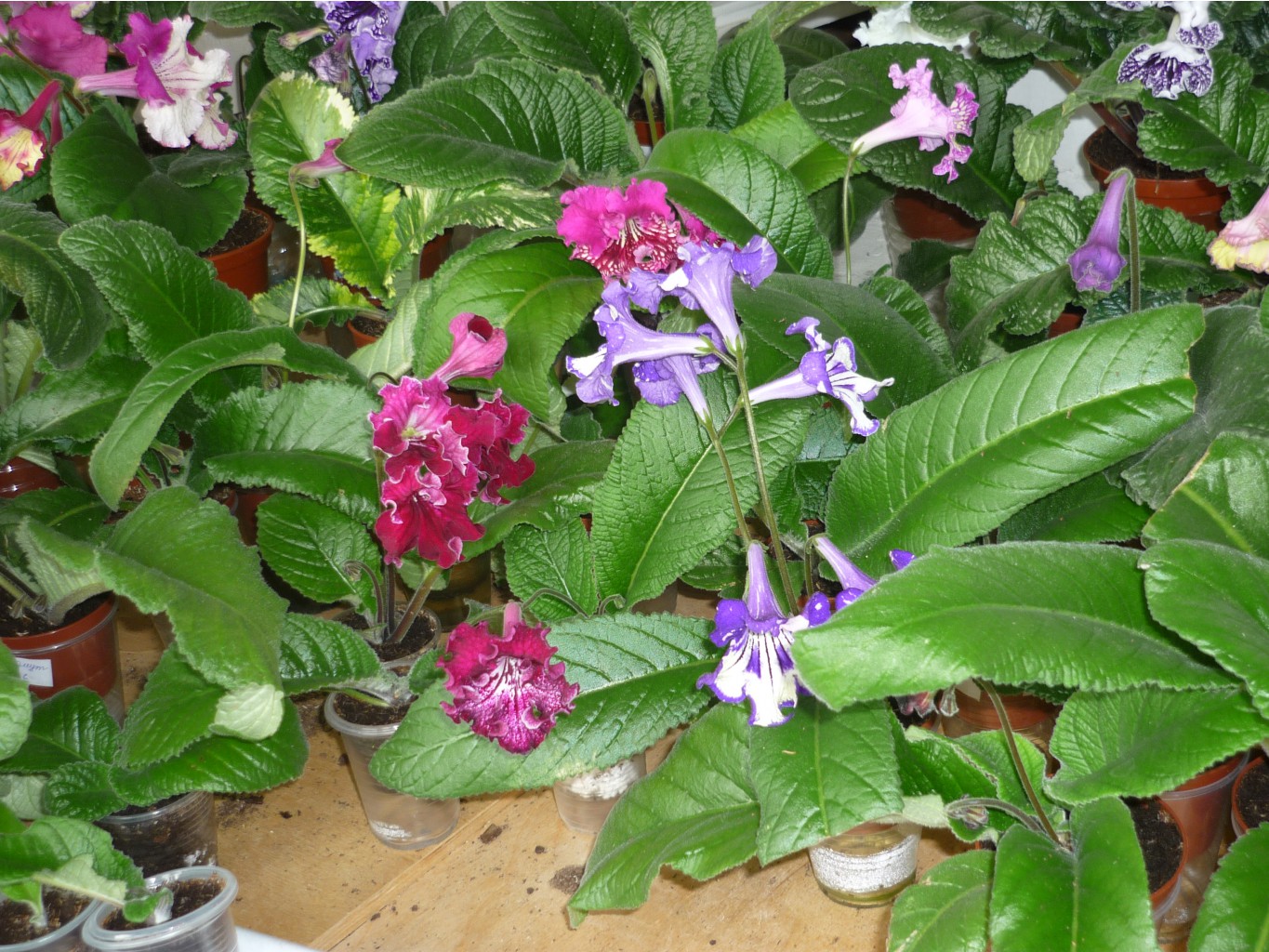 P1020766.JPG