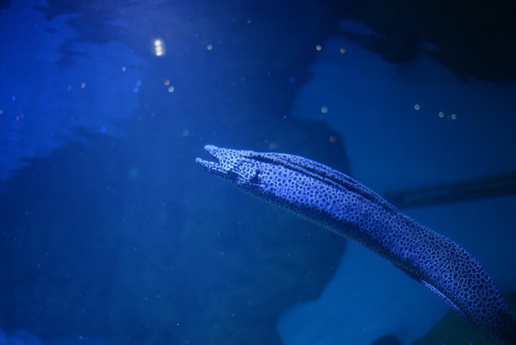 DSC_0942.JPG