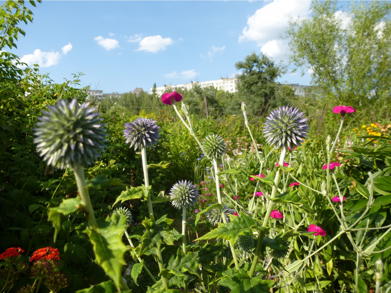 P1020791.JPG Мордовник 30р