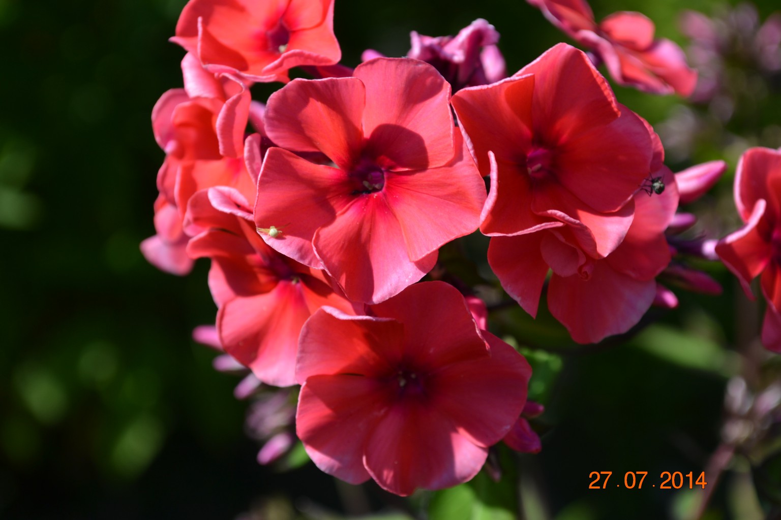 DSC_0031.JPG