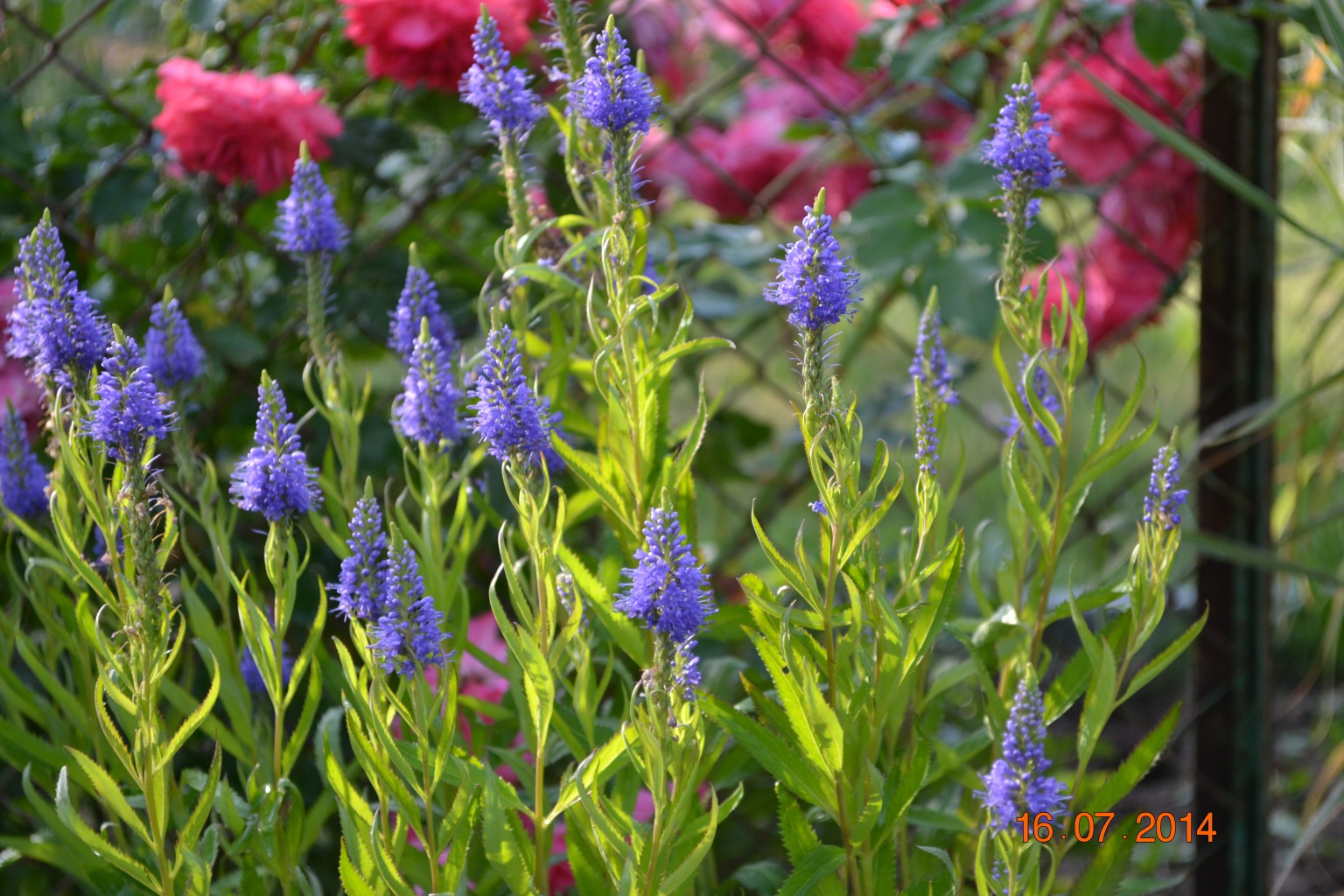 DSC_1057.JPG