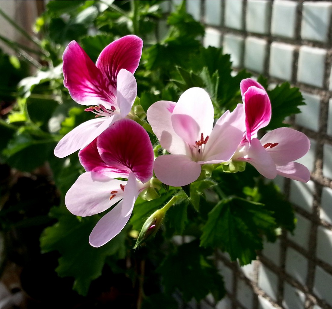 20140722_102955.jpg