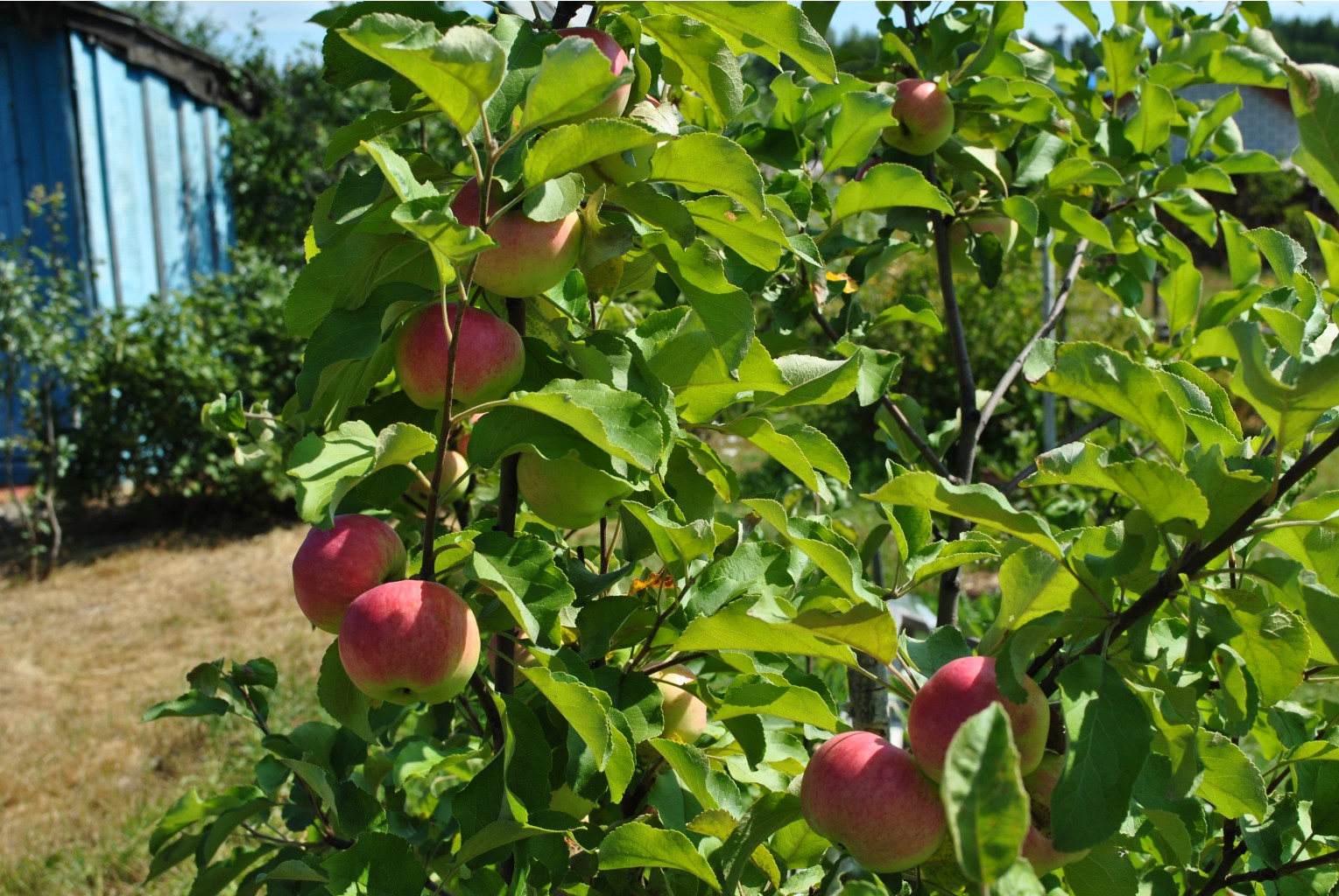 DSC_0477.JPG
