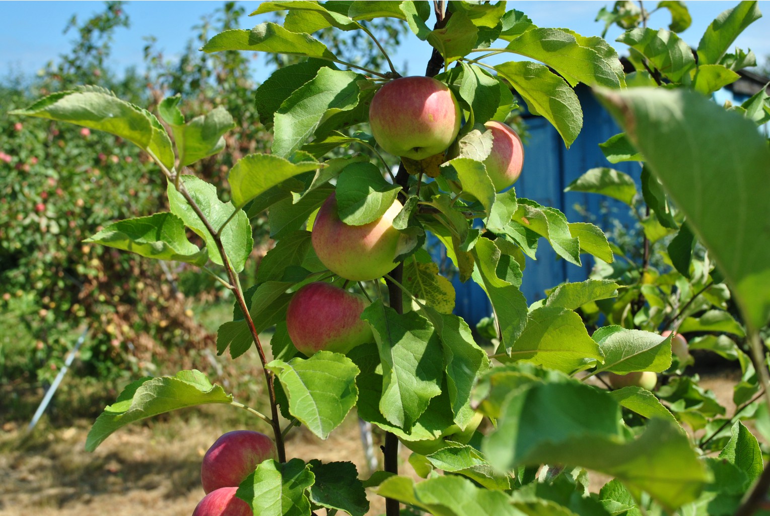 DSC_0478.JPG