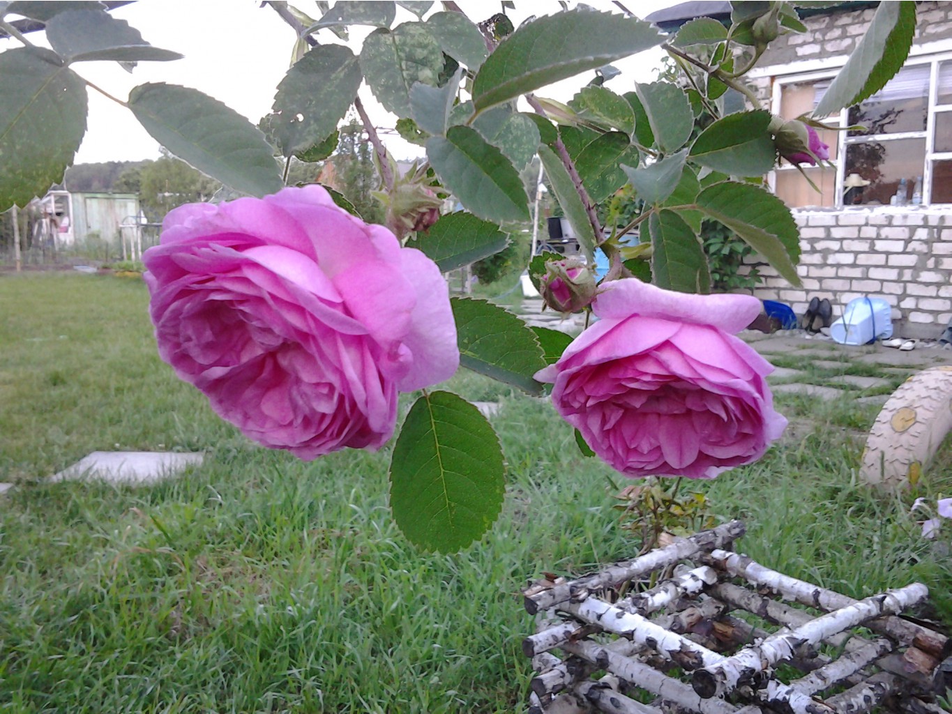 20140609_212424[1].jpg