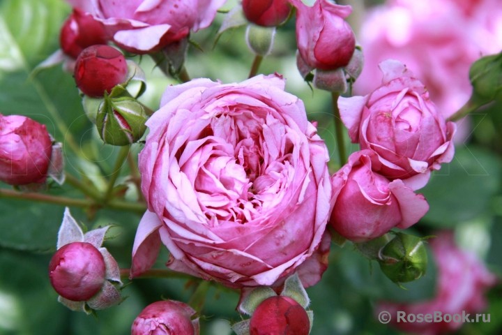 Durance Ancian rosa.jpg