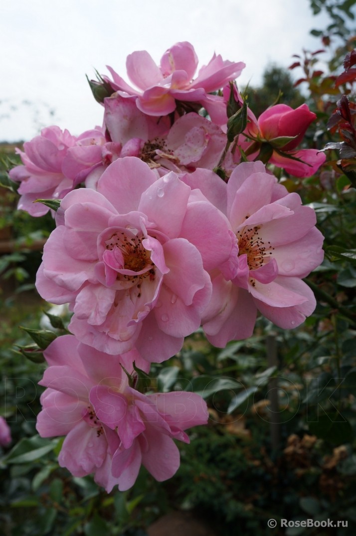 Jardiniers Du Paradis.jpg