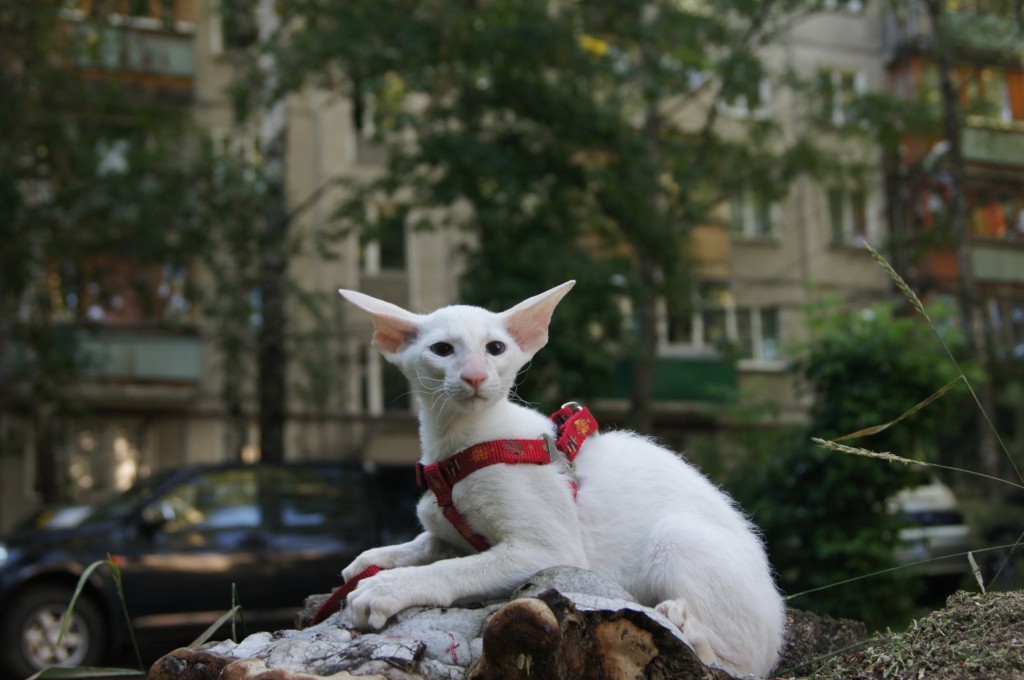 DSC07543.JPG