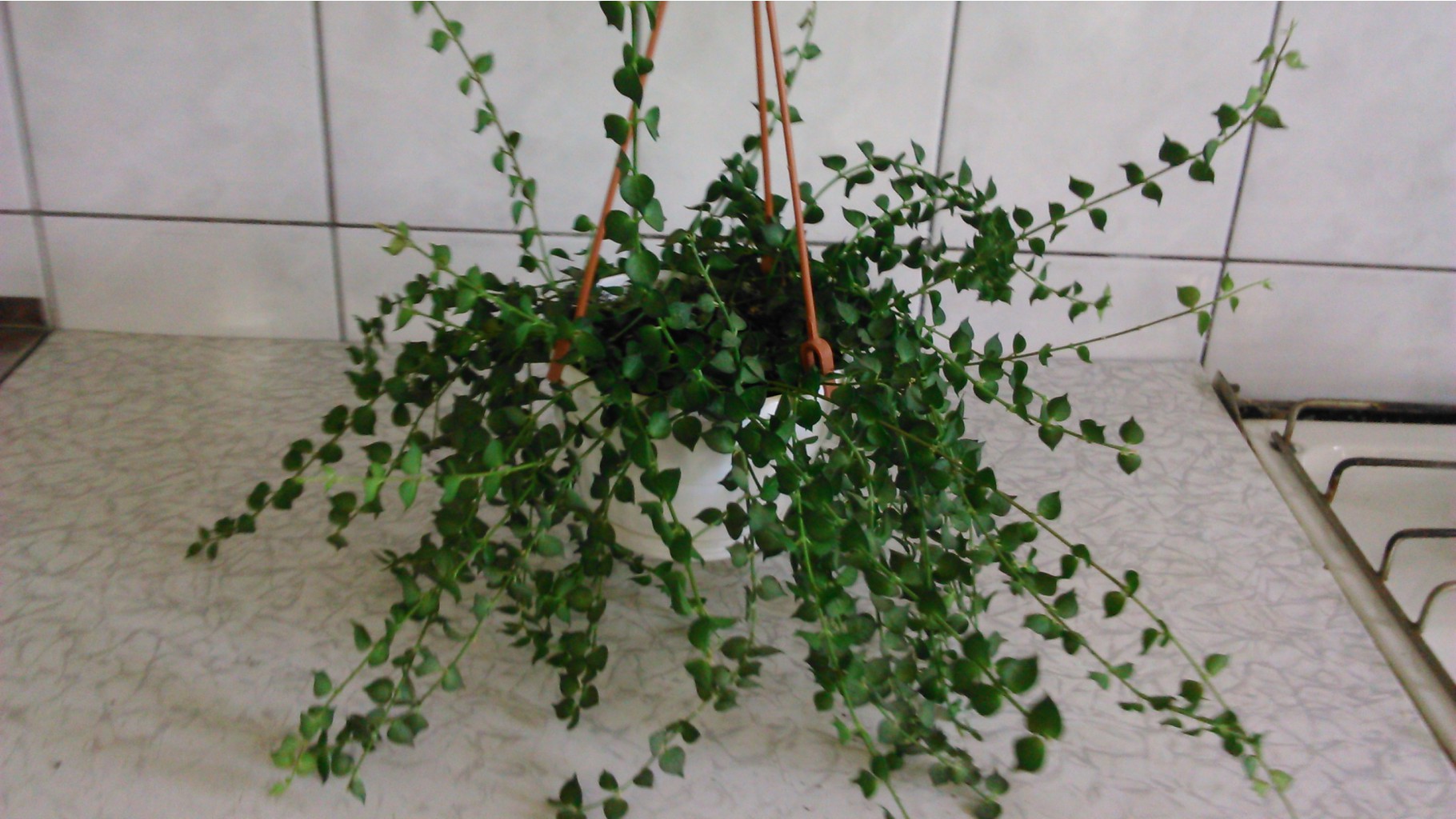   (Dischidia ruscifolia) -    ...