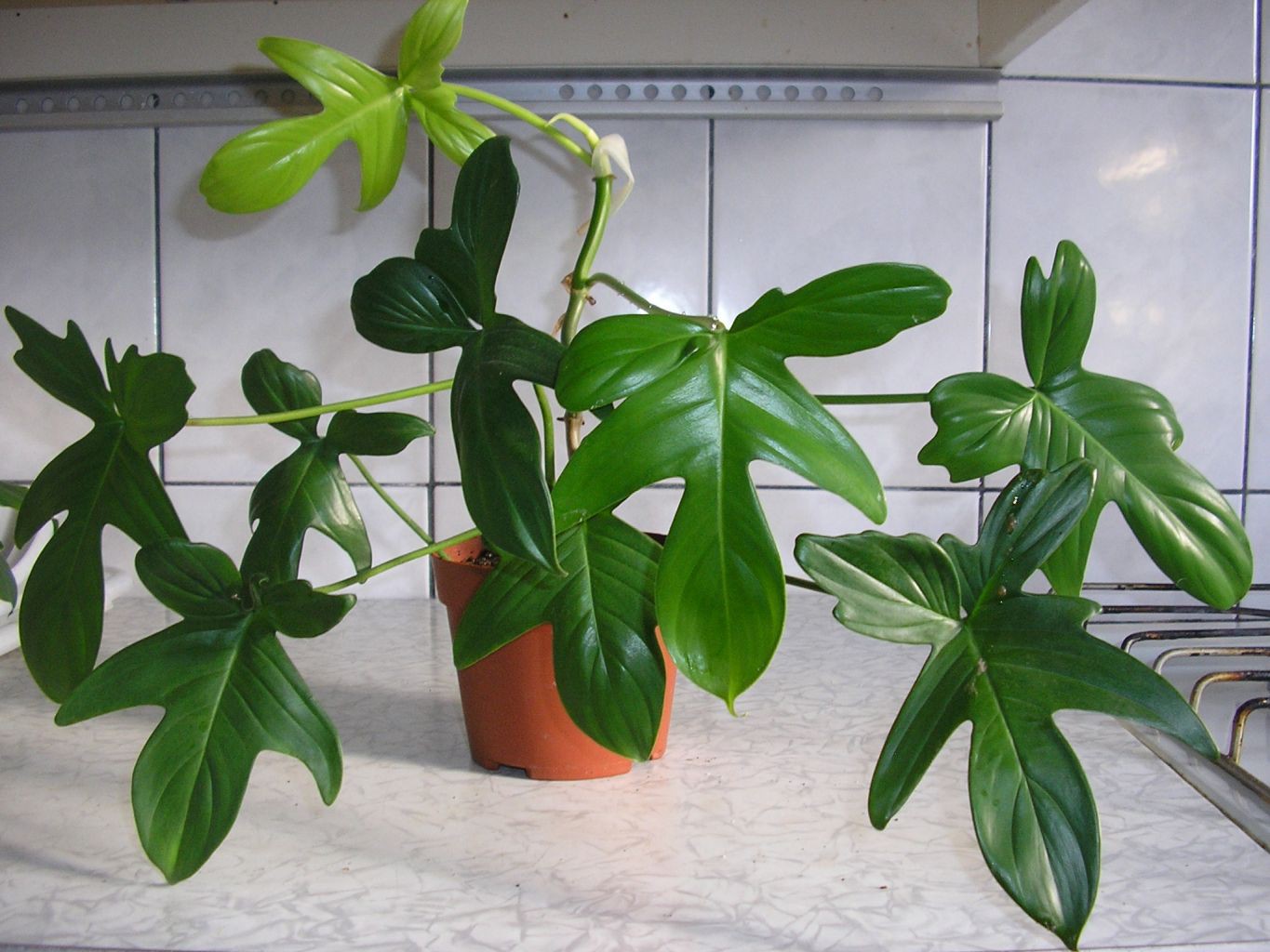   Philodendron laciniatum.....    ....