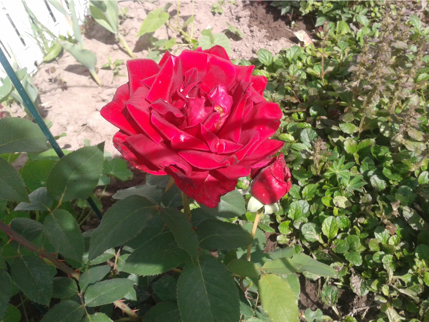 2014-06-15 14.53.45.jpg