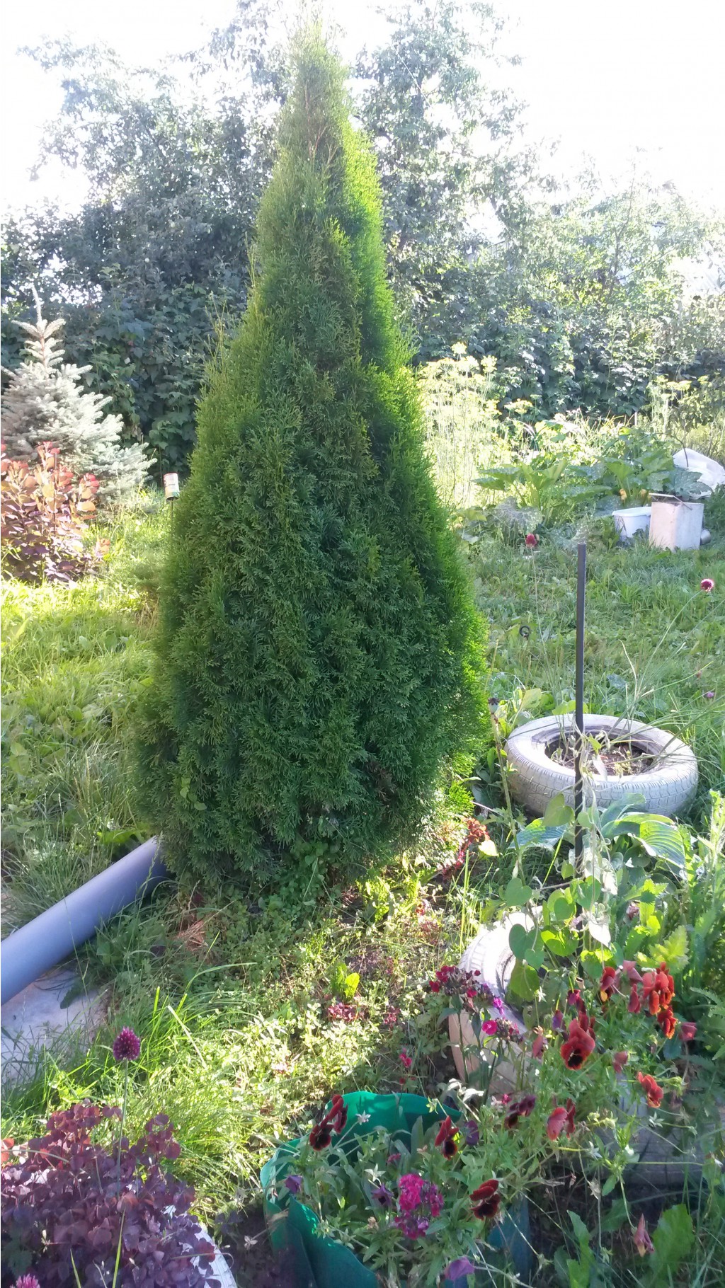 20140719_185701.jpg