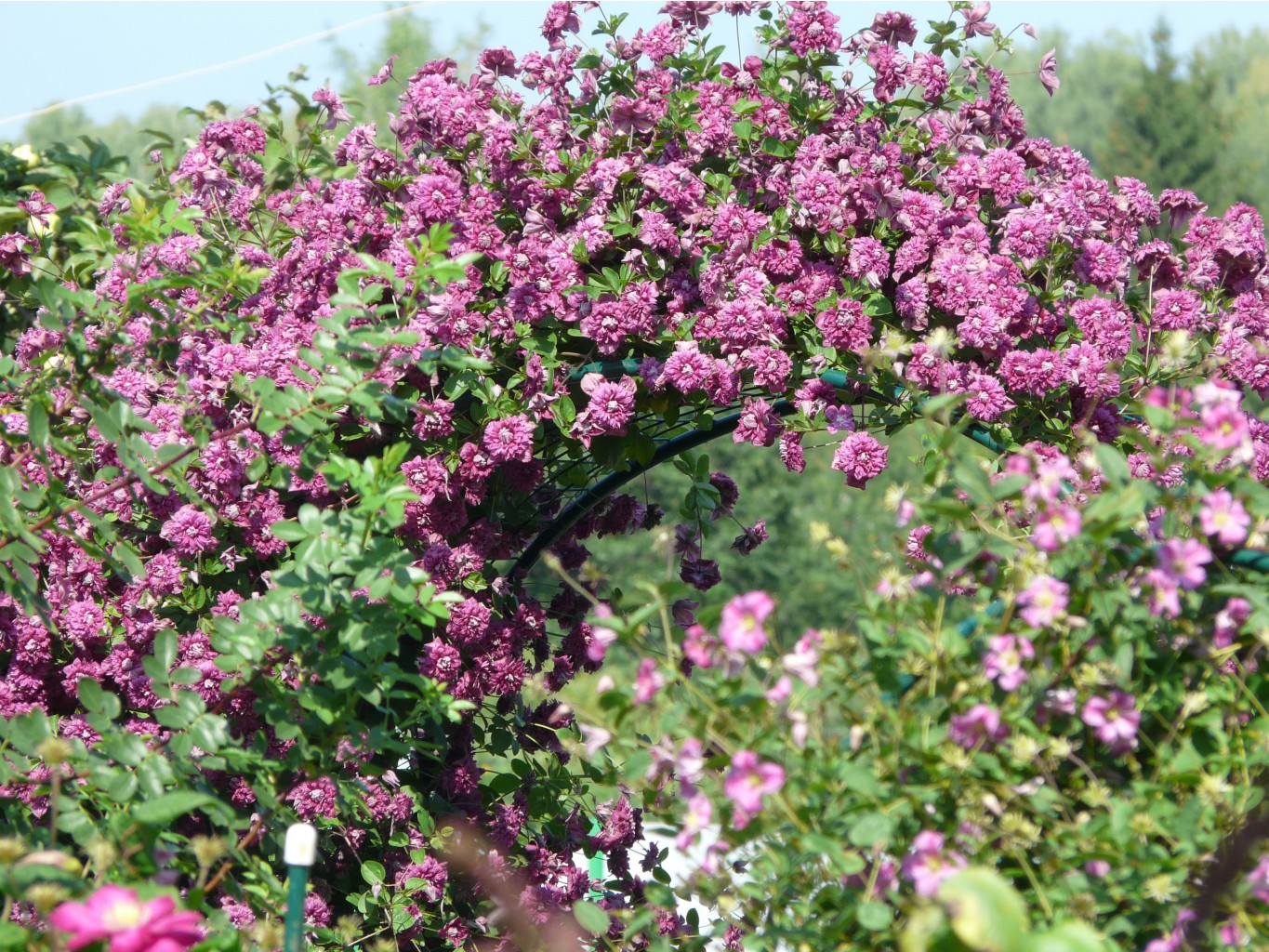  Purpurea Plena Elegans