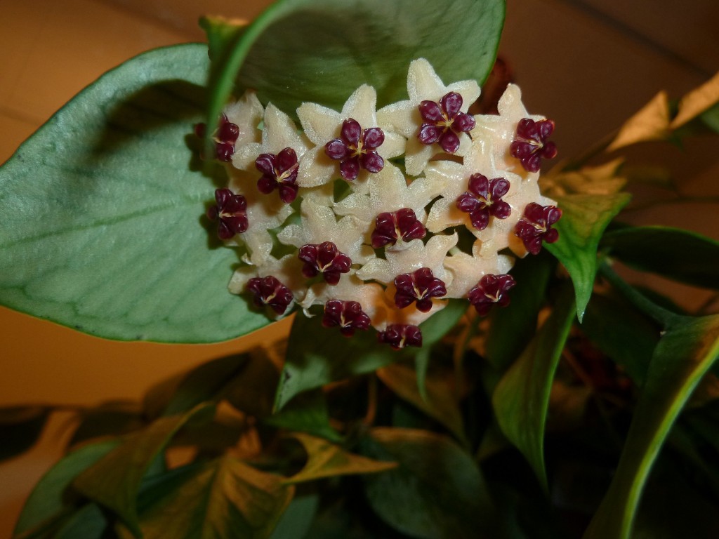 Hoya polyneura -   ...