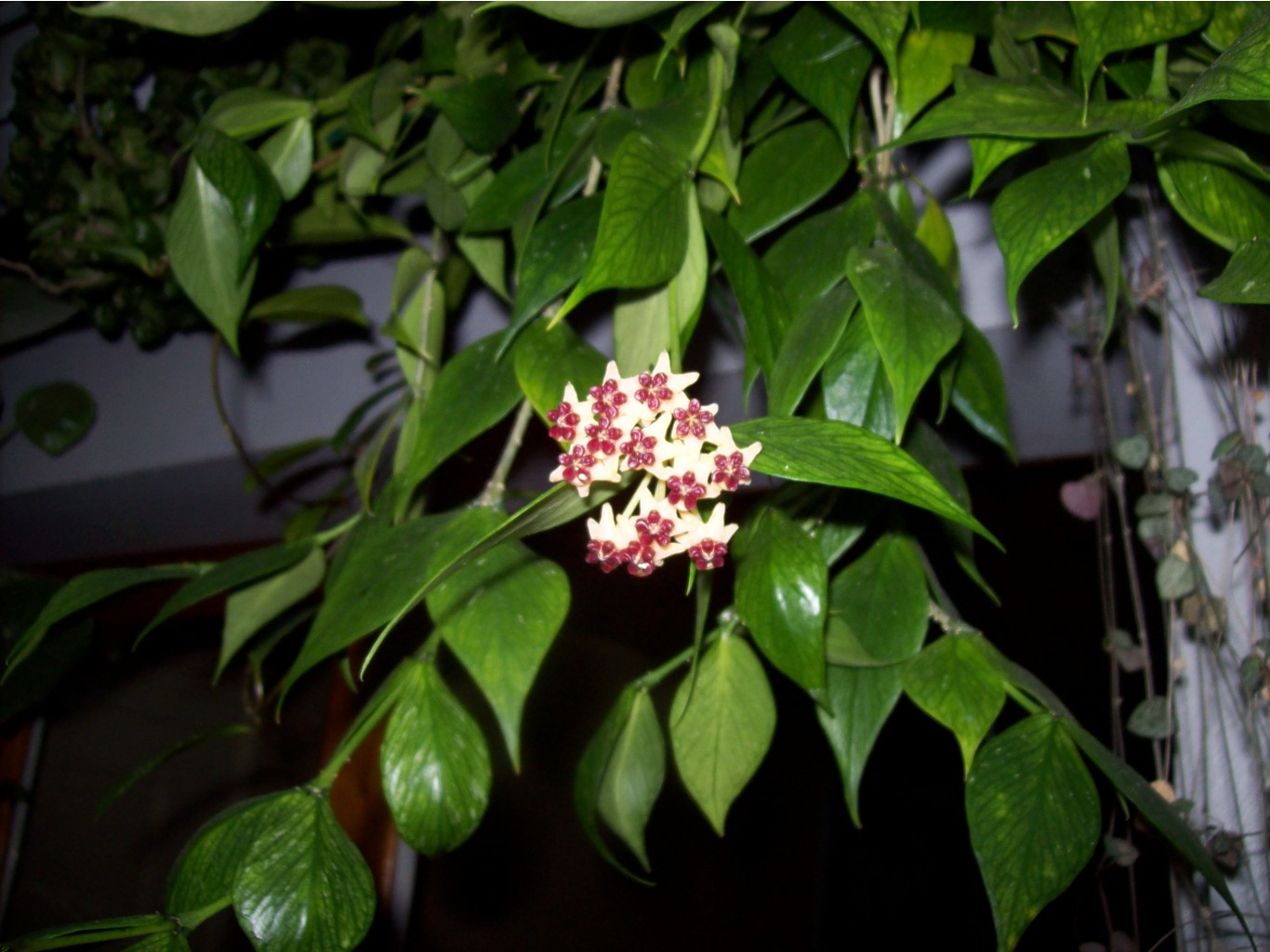 Hoya polyneura -   ...