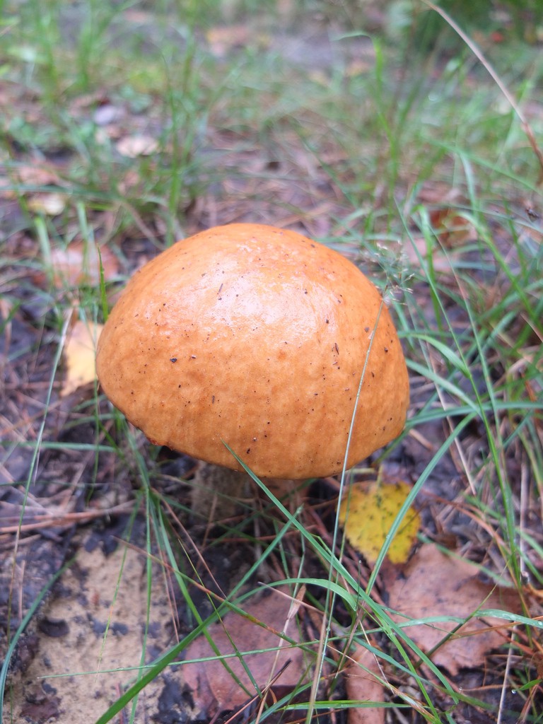 DSCF8915.JPG