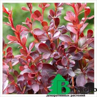      (Berberis thunbergii Dart's Red Lady) 2 130.jpg