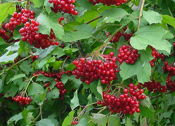     (Viburnum opulus Tajegnye Rubiny) 1,5 80.jpg