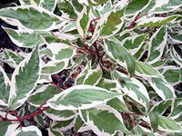      - (Cornus alba Elegantissima 120.jpeg