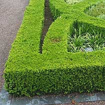   (Buxus sempervirens) 150.jpg