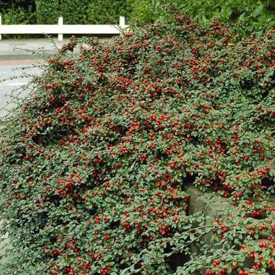   « » (Cotoneaster suesicus Coral Beauty) 200.jpg