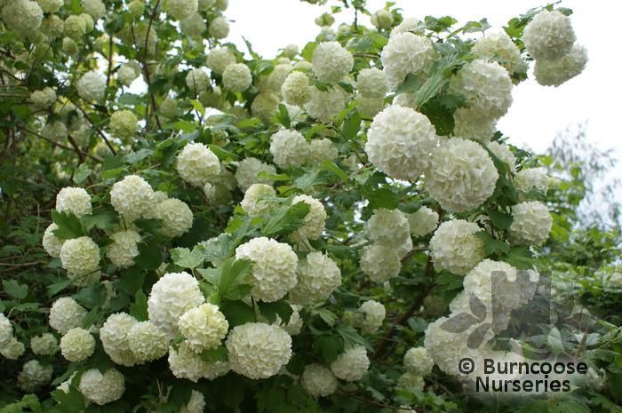  «» (Viburnum opulus «Roseum» ) 120.jpg