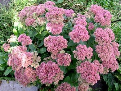    (Sedum spectabile) 65.jpg