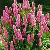   (Spiraea billardii) 100.jpg