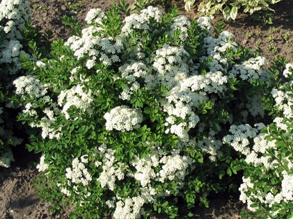   (Spiraea betulifolia) 100.jpg