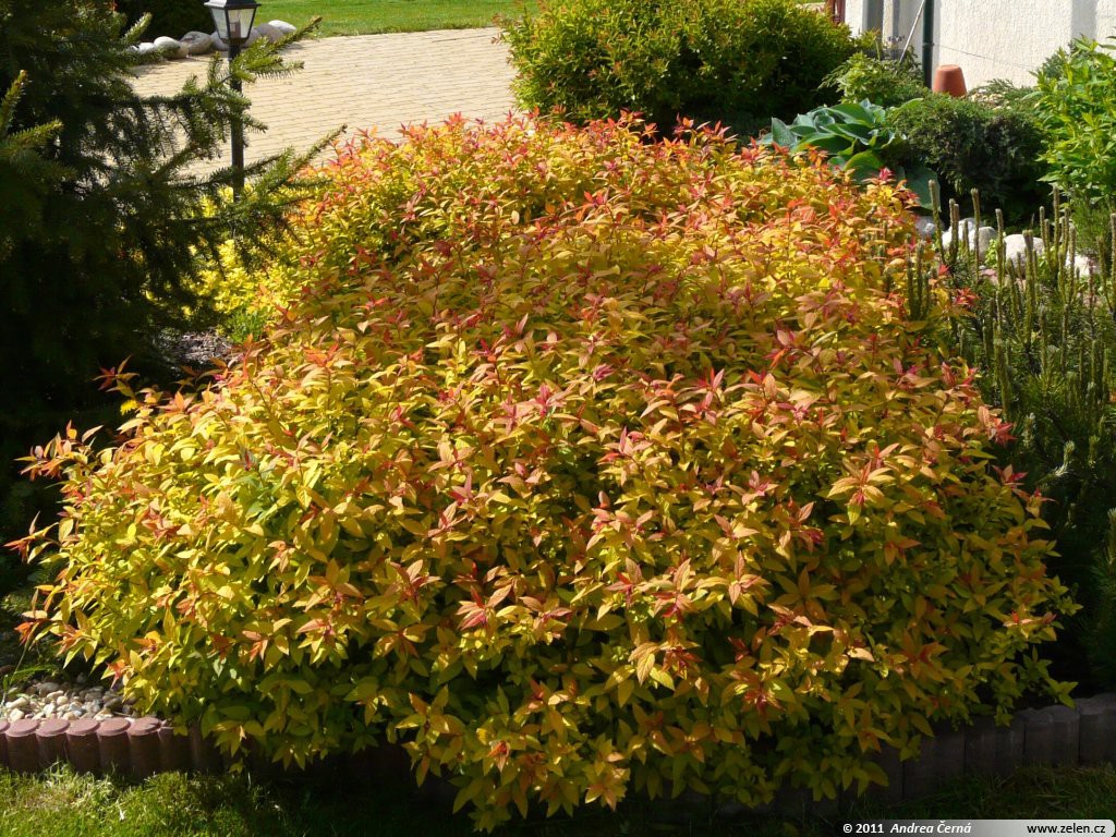   « » (Spiraea bumaldii «Gold Flame») 100.jpg