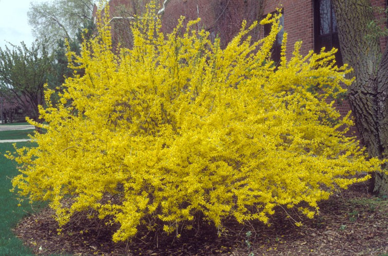   «» (Forsythia hybrida «Goldzauber») 100.jpg